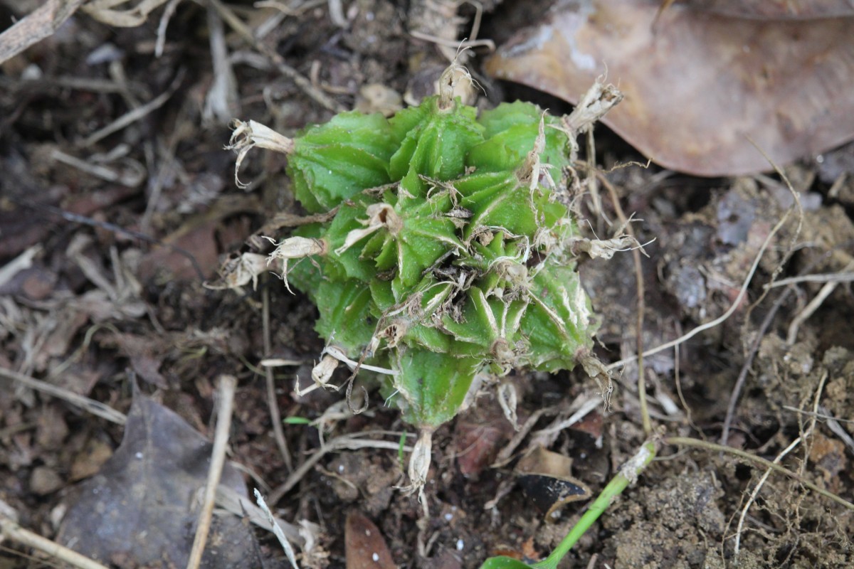 Amomum pterocarpum Thwaites